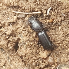 Carenum sp. (genus) (Predatory ground beetle) at Fraser, ACT - 13 Oct 2020 by trevorpreston