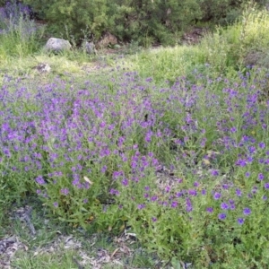 Echium plantagineum at Campbell, ACT - 13 Oct 2020