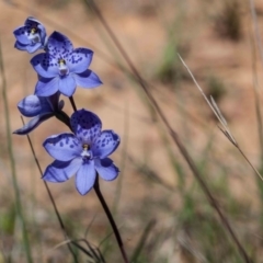 Thelymitra ixioides (Dotted Sun Orchid) at Yass River, NSW - 13 Oct 2020 by SallyandPeter