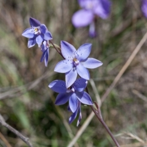 Thelymitra ixioides at Yass River, NSW - suppressed