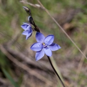 Thelymitra ixioides at Yass River, NSW - suppressed