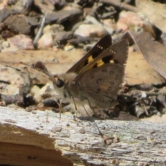 Trapezites phigalia (Heath Ochre) at Downer, ACT - 13 Oct 2020 by Christine