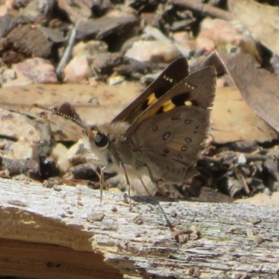 Trapezites phigalia (Heath Ochre) at Downer, ACT - 13 Oct 2020 by Christine