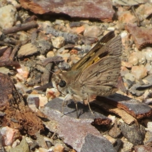 Trapezites phigalia at Downer, ACT - 13 Oct 2020