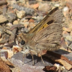 Trapezites phigalia at Downer, ACT - 13 Oct 2020