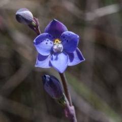 Thelymitra ixioides (Dotted Sun Orchid) at Yass River, NSW - 13 Oct 2020 by SallyandPeter