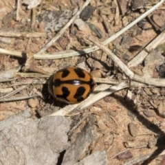 Coccinella transversalis (Transverse Ladybird) at Majura, ACT - 12 Oct 2020 by AlisonMilton