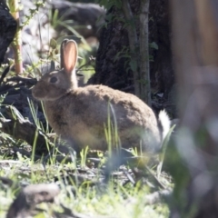 Oryctolagus cuniculus (European Rabbit) at Majura, ACT - 13 Oct 2020 by AlisonMilton