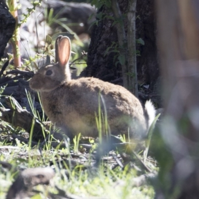 Oryctolagus cuniculus (European Rabbit) at Mount Ainslie - 12 Oct 2020 by AlisonMilton