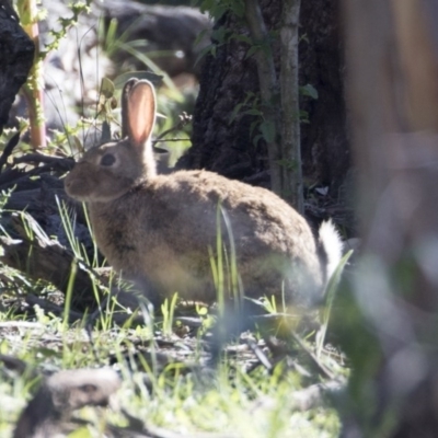 Oryctolagus cuniculus (European Rabbit) at Majura, ACT - 12 Oct 2020 by Alison Milton