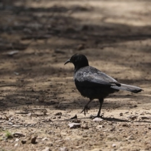 Corcorax melanorhamphos at Majura, ACT - 12 Oct 2020