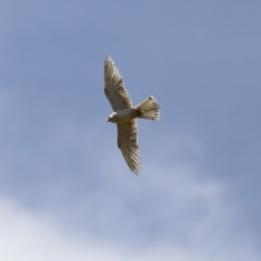 Falco cenchroides (Nankeen Kestrel) at Majura, ACT - 12 Oct 2020 by AlisonMilton