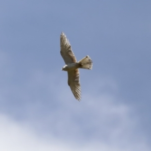 Falco cenchroides at Majura, ACT - 12 Oct 2020 11:25 AM