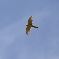 Falco cenchroides at Majura, ACT - 12 Oct 2020 11:25 AM