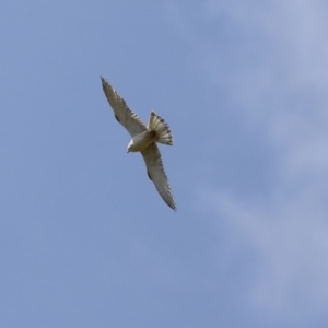 Falco cenchroides at Majura, ACT - 12 Oct 2020 11:25 AM