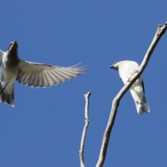 Coracina novaehollandiae (Black-faced Cuckooshrike) at Majura, ACT - 13 Oct 2020 by Alison Milton