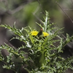 Sonchus asper (Prickly Sowthistle) at Majura, ACT - 12 Oct 2020 by AlisonMilton