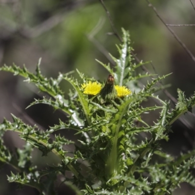 Sonchus asper (Prickly Sowthistle) at Campbell Park Woodland - 12 Oct 2020 by AlisonMilton