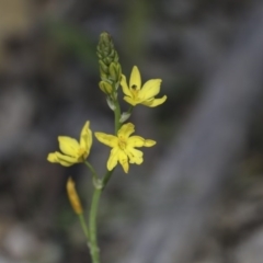 Bulbine bulbosa (Golden Lily) at Campbell Park Woodland - 12 Oct 2020 by AlisonMilton