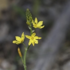 Bulbine bulbosa (Golden Lily, Bulbine Lily) at Campbell Park Woodland - 12 Oct 2020 by AlisonMilton