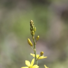 Bulbine bulbosa at Majura, ACT - 12 Oct 2020