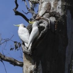 Cacatua galerita at Pialligo, ACT - 12 Oct 2020