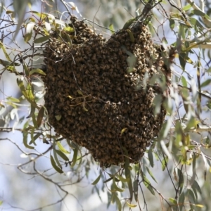 Apis mellifera at Majura, ACT - 12 Oct 2020