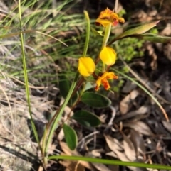 Diuris semilunulata (Late Leopard Orchid) at Tuggeranong DC, ACT - 13 Oct 2020 by CathyKatie