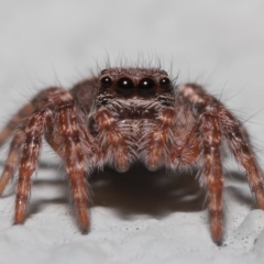 Servaea incana (Hoary Servaea) at Acton, ACT - 13 Oct 2020 by TimL