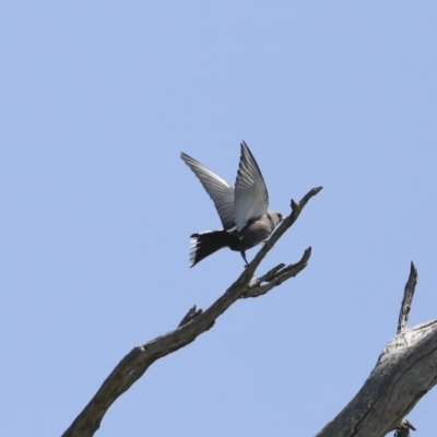 Artamus cyanopterus cyanopterus (Dusky Woodswallow) at Majura, ACT - 12 Oct 2020 by Alison Milton