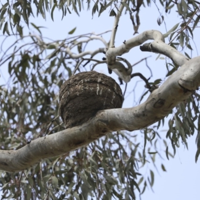 Corcorax melanorhamphos (White-winged Chough) at Majura, ACT - 12 Oct 2020 by AlisonMilton