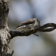 Daphoenositta chrysoptera (Varied Sittella) at Majura, ACT - 12 Oct 2020 by Alison Milton