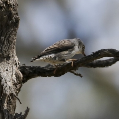 Daphoenositta chrysoptera (Varied Sittella) at Majura, ACT - 12 Oct 2020 by Alison Milton