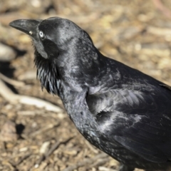 Corvus coronoides (Australian Raven) at Majura, ACT - 12 Oct 2020 by AlisonMilton