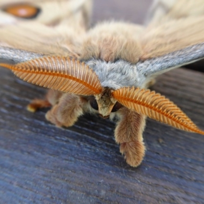 Opodiphthera eucalypti (Emperor Gum Moth) at Rugosa - 12 Oct 2020 by SenexRugosus