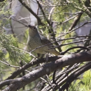 Ptilonorhynchus violaceus at Bruce, ACT - 13 Oct 2020