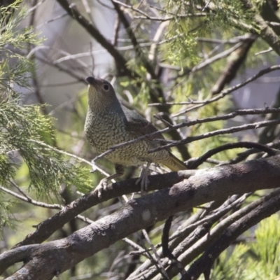 Ptilonorhynchus violaceus (Satin Bowerbird) at Bruce, ACT - 13 Oct 2020 by AlisonMilton