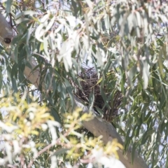 Ptilonorhynchus violaceus at Bruce, ACT - 13 Oct 2020