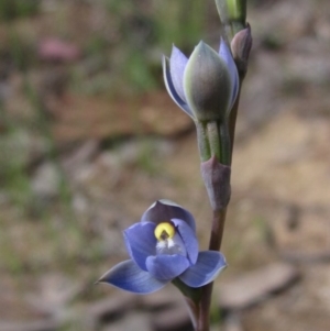 Thelymitra pauciflora at Latham, ACT - suppressed