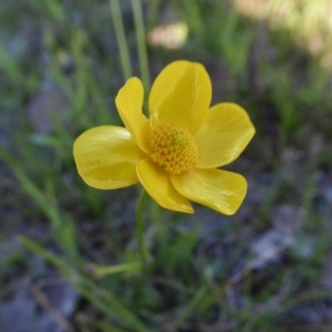 Ranunculus lappaceus at Yass River, NSW - 13 Oct 2020