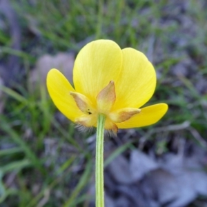 Ranunculus lappaceus at Yass River, NSW - 13 Oct 2020