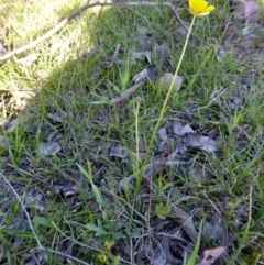 Ranunculus lappaceus at Yass River, NSW - 13 Oct 2020