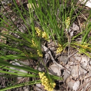 Lomandra filiformis subsp. filiformis at Latham, ACT - 13 Oct 2020 02:26 PM