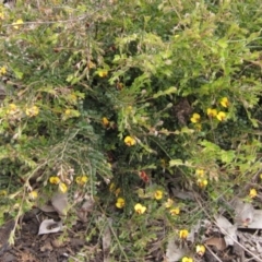 Bossiaea buxifolia (Matted Bossiaea) at Latham, ACT - 13 Oct 2020 by pinnaCLE