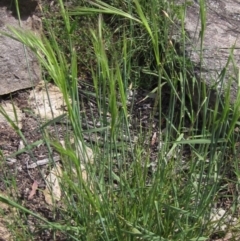 Anthosachne scabra (Common Wheat-grass) at Latham, ACT - 13 Oct 2020 by pinnaCLE