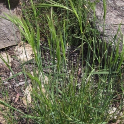Anthosachne scabra (Common Wheat-grass) at Latham, ACT - 13 Oct 2020 by pinnaCLE