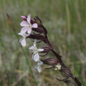 Silene gallica var. gallica at Latham, ACT - 13 Oct 2020