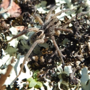 Tasmanicosa godeffroyi at Yass River, NSW - 13 Oct 2020