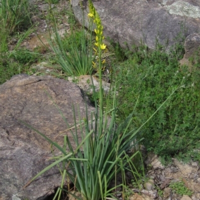 Bulbine glauca (Rock Lily) at Latham, ACT - 12 Oct 2020 by pinnaCLE