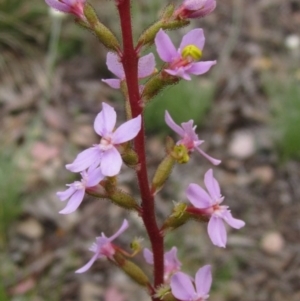 Stylidium graminifolium at Latham, ACT - 13 Oct 2020